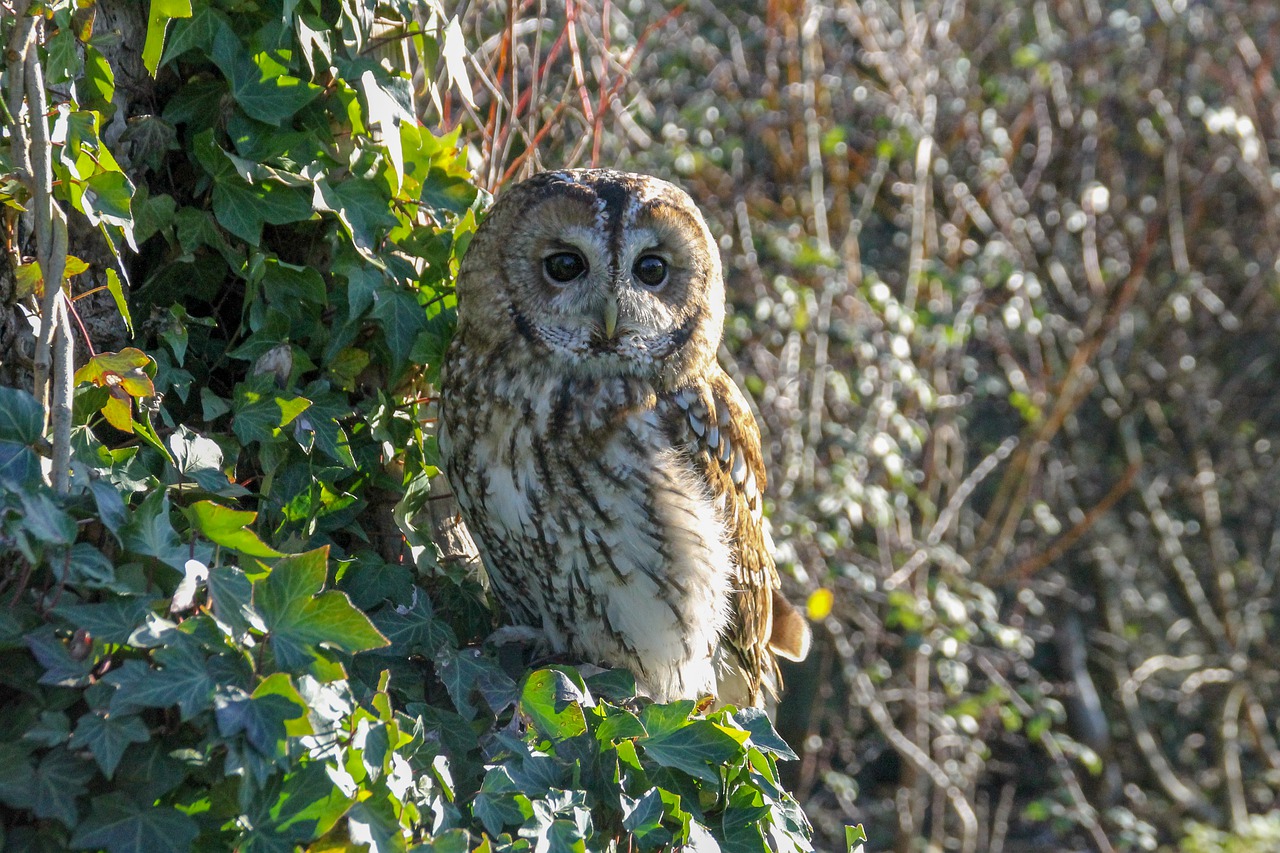 tawny-owl-5780104_1280