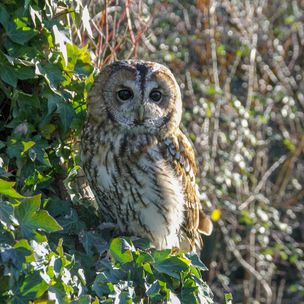 tawny-owl-5780104_1280